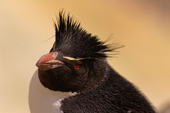 Rockhopper Penguin portrait, red beak and eye with yellow crest. New Island. Falkland Islands.