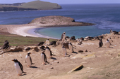 Lines of Gentoo Penguins walk past nesting gentoos above North Harbour. New Island. Falkland Islands