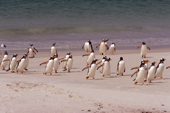 Gentoo Penguins run across the sands as they return from the sea. North Harbour. New Island. Falkland Islands