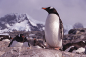 Gentoo Penguin with a backdrop of Wiencke Island. Antarctic Peninsula.