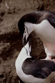 Mating Chinstrap Penguins, on Saunders Island, South Sandwich Is. Sub Antarctic Islands