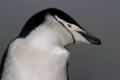 Portrait of a chinstrap penguin. Saunders Island. South Sandwich Islands. Sub Antarctic Islands.