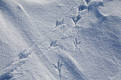 Raven tracks in the snow. Canadian Arctic. 2008