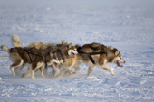 A team of matching brown and cream huskies pulling hard after a race. Igloolik. Nunavut, Canada, Arctic. 2008