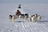 Inuit youth, Abel Palluq, drives the dogs while his parents Jaipiti and Kanguq ride on the snowmobile out on sea ice. Igloolik. Nunavut. Canada. 2008
