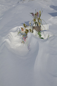 Wind blown snow nearly covers the grave of an inuit baby in the cemetery in Igloolik. Nunavut. Canada. 2008
