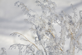 Grass seed heads coated in hoar frost on a spring morning. Canadian Arctic. 2008