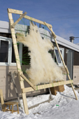 A polar bear skin stretched on a drying frame outside an Inuit home in Iqaluit, Nunavut, Canada. 2008
