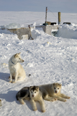 Young Huskies at an Inuit hunter's outpost camp on Igloolik Island. Nunavut, Canada. 2008