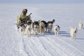 Inuit hunter Jaipiti Palluq and his wife Kanguq travelling by dog sled on a seal hunting near Igloolik. Nunavut, Canada. 2008