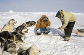 Inuit hunter Jaipiti Palluq and his wife Kanguq (Eunice) untangle the traces of their dogs while out seal hunting near Igloolik. Nunavut, Canada. 2008