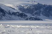 A man out skiing with his dog on tidal ice in Pangnirtung Fiord. Pangnirtung, Nunavut, Canada. 2008