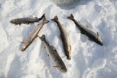 Freshly caught Arctic Char lie beside a fishing hole in the ice on a lake near Pangnirtung. Nunavut, Canada. 2008