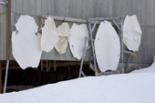 Sealskins hanging up to dry outside an Inuit hunter's home in Pangnirtung. Nunavut, Canada. 2008