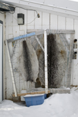 Ringed sealskins stretched on a frame to dry outside an Inuit hunter's home in Pangnirtung. Nunavut, Canada. 2008