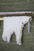 A polar bear skin hangs up to dry outside an Inuit hunter's home in the community of Pangnirtung. Nunavut, Canada. 2008
