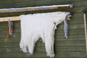 A polar bear skin hangs up to dry outside an Inuit hunter's home in the community of Pangnirtung. Nunavut, Canada. 2008