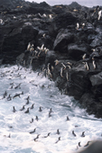 Chinstrap Penguins brave enormous waves to come ashore & leave Zavodovski Is Sth Sandwich Is.Subantarctic
