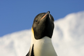 Emperor Penguin portrait. Antarctica