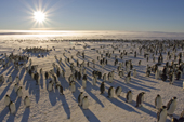 Emperor Penguin colony by an ice shelf along the Luitpold Coast, low sun & long shadows. Antarctica