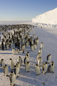 Emperor Penguin colony by an ice shelf along the Luitpold Coast, Antarctica