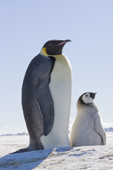 Emperor Penguin & chick. Antarctica