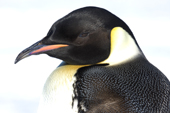 Emperor Penguin high key portrait. Antarctica