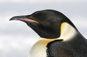 Emperor Penguin portrait. Antarctica