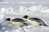 Emperor Penguins slide rapidly into the water. There is safety in numbers. Luitpold Coast. Antarctica
