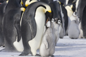 Emperor Penguin feeding its chick. Luitpold Coast. Antarctica