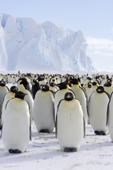Emperor Penguin adults gather near an iceberg. Luitpold Coast. East Antarctica