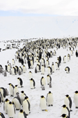 Emperor Penguin adults and chicks gather near an iceberg. Luitpold Coast. East Antarctica