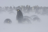 Emperor Penguin colony in a blizzard. Luitpold Coast. East Antarctica