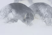 Emperor Penguin colony in a blizzard. Snow accumulates around birds. Luitpold Coast. East Antarctica