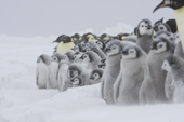 Emperor Penguin colony in a blizzard. Adults & chicks in driving snow. Luitpold Coast. East Antarctica