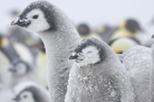 Emperor Penguin colony in a blizzard. Chicks encrusted in driving snow. Luitpold Coast. East Antarctica