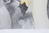 Emperor Penguin colony in a blizzard. Chicks encrusted in driving snow. Luitpold Coast. East Antarctica