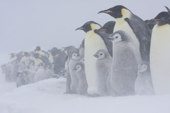 Emperor Penguin colony in a blizzard. Adults & chicks in driving snow. Luitpold Coast. East Antarctica
