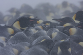 Emperor Penguin colony in a blizzard. Adults huddle together for warmth. Luitpold Coast. East Antarctica