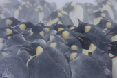 Emperor Penguin colony in a blizzard. Adults huddle together for warmth. Luitpold Coast. East Antarctica