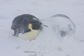 Emperor Penguin colony in a blizzard. Snow accumulates around birds . Luitpold Coast. East Antarctica