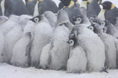 Emperor Penguin colony in a blizzard. Adults & chicks huddle together for warmth. Luitpold Coast. East Antarctica
