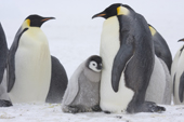 Emperor Penguin colony in a blizzard. chick cuddles up to a warm parent. Luitpold Coast. East Antarctica