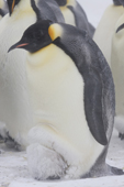 Emperor Penguin colony in a blizzard. chick cuddles under a warm parent. Luitpold Coast. East Antarctica