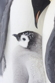 Emperor Penguin colony in a blizzard. Chick cuddles up to warm parents. Luitpold Coast. East Antarctica