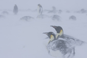 Emperor Penguin colony in a blizzard. Snow accumulates around birds . Luitpold Coast. East Antarctica