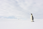 Emperor Penguin in a snowy landscape. Luitpold Coast. East Antarctica