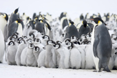 As the storm abates the Emperor Penguins and chicks are still close together for warmth. Luitpold Coast. Antarctica.