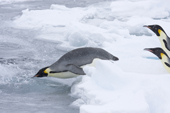 Emperor Penguins slide rapidly into the water. There is safety in numbers. Luitpold Coast. Antarctica
