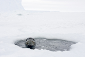 Leopard Seal surfacing through a hole in the sea ice close to an iceberg. Luitpold Coast. East Antarctica.